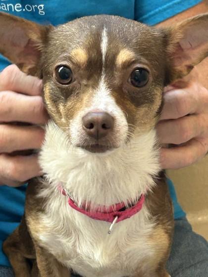Amelia Bedelia, Adoptable, Young Female Mixed Breed & Mixed Breed.