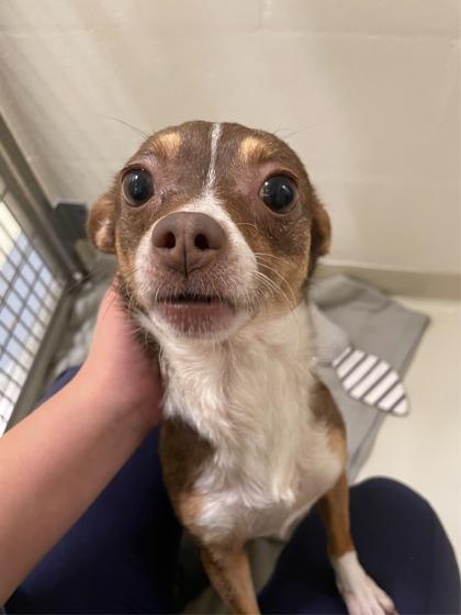 Enlarge Amelia Bedelia, a Adoptable mixed breed in Pleasanton, CA image 2/3