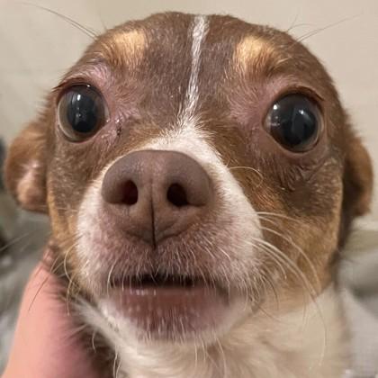 Enlarge Amelia Bedelia, a Adoptable mixed breed in Pleasanton, CA image 3/3