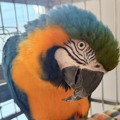 Sunny, Adoptable, Adult Female Macaw.
