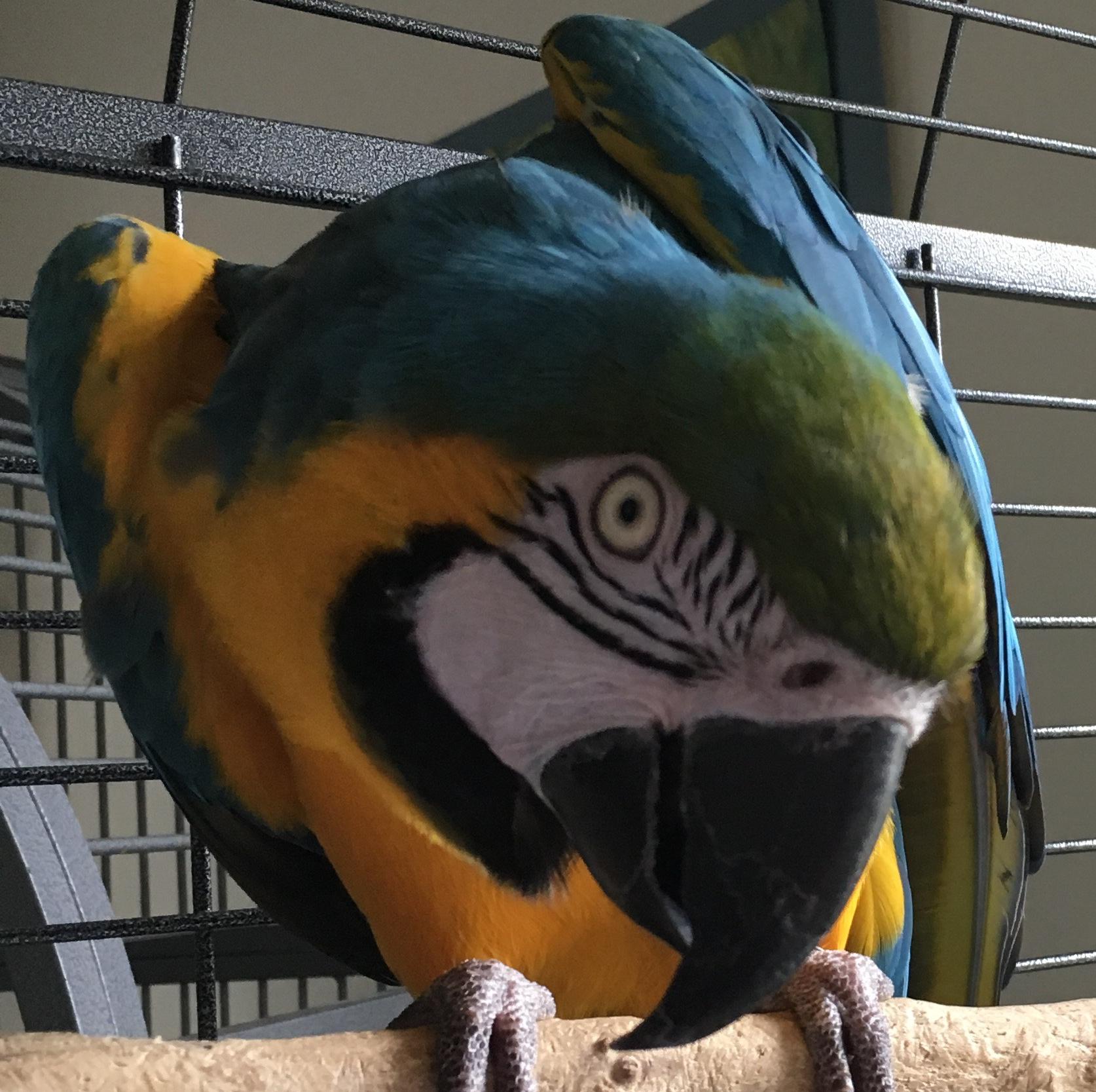 Enlarge Sunny, a Adoptable Macaw in Fairfax, VA image 2/2