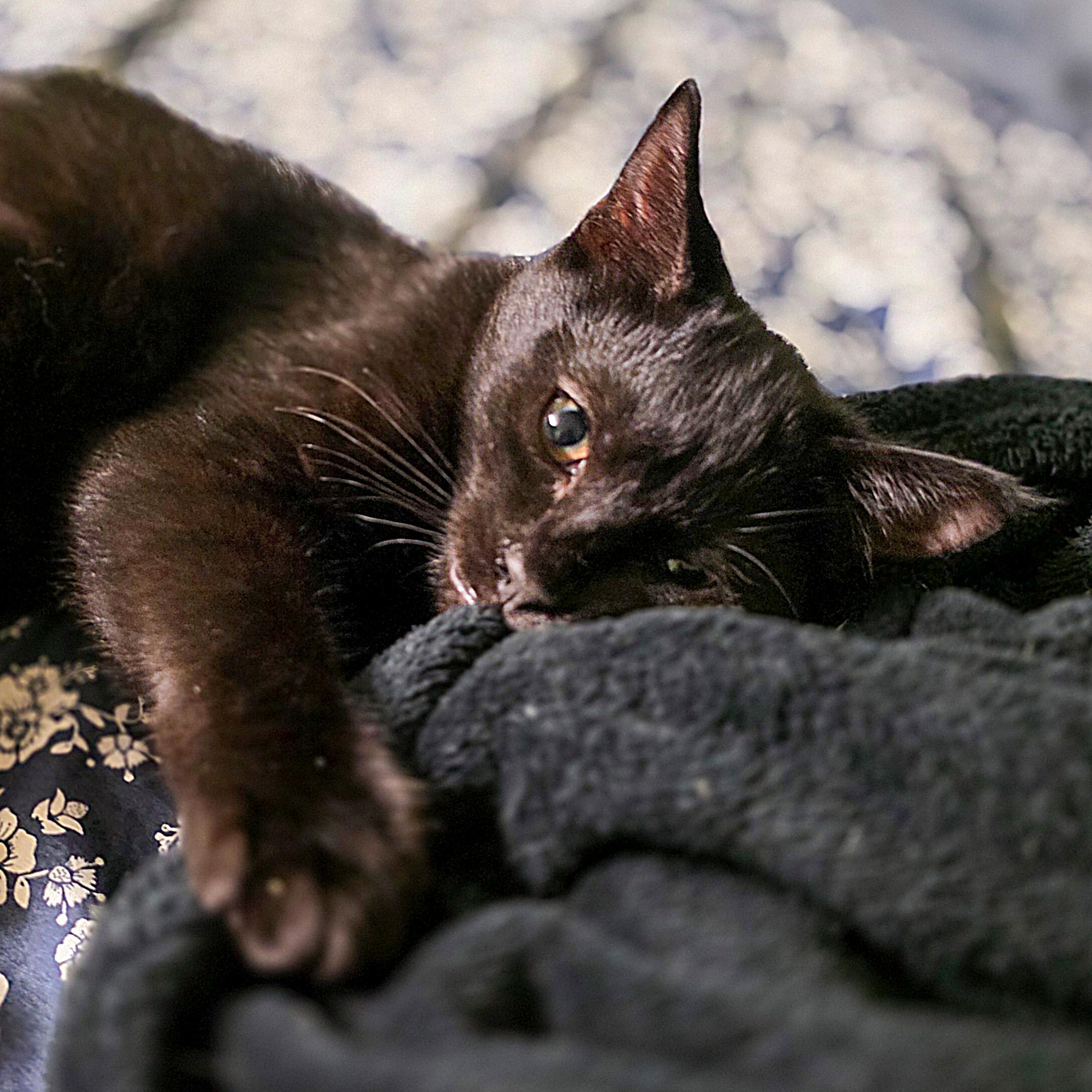 Logan, a Adoptable mixed breed in Vallejo, CA image 1/6