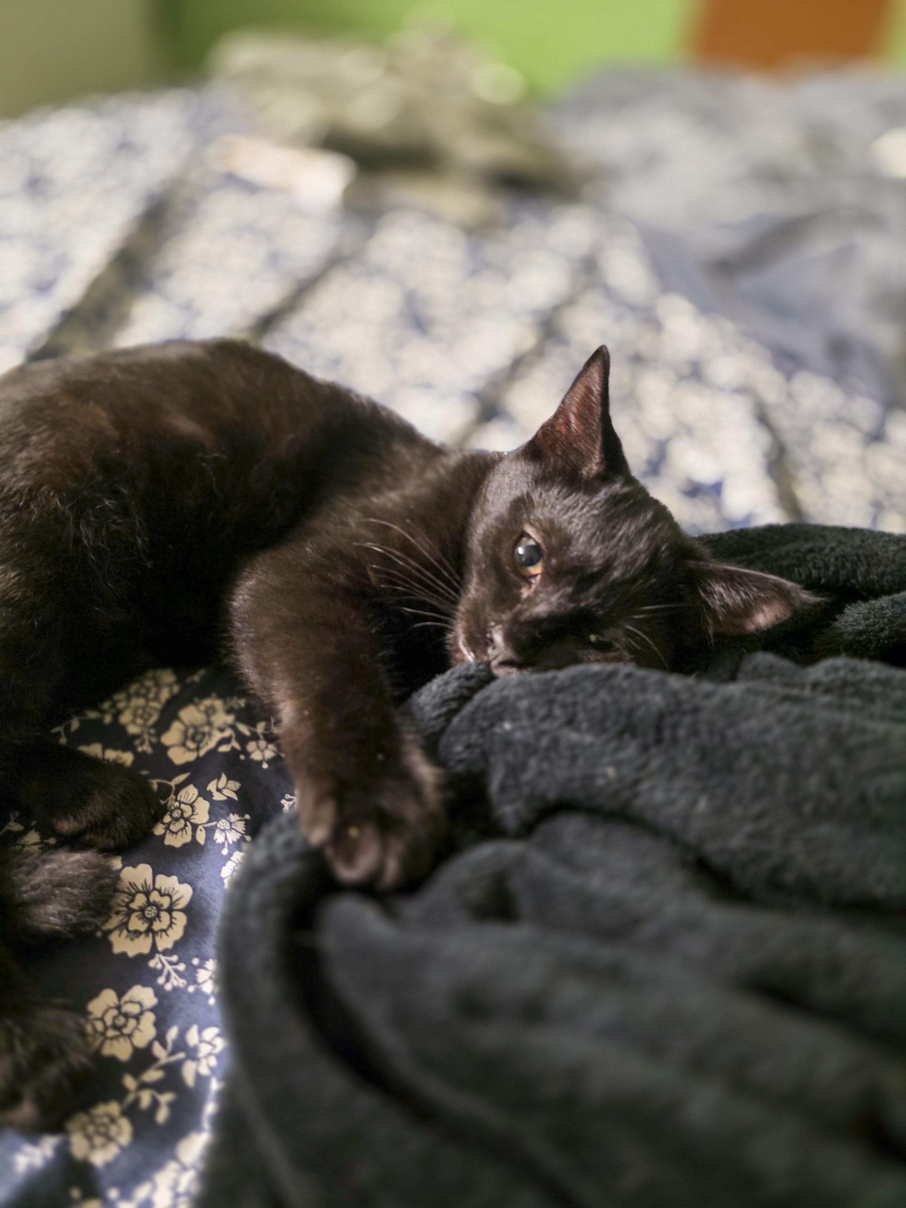 Logan, a Adoptable mixed breed in Vallejo, CA image 6/6