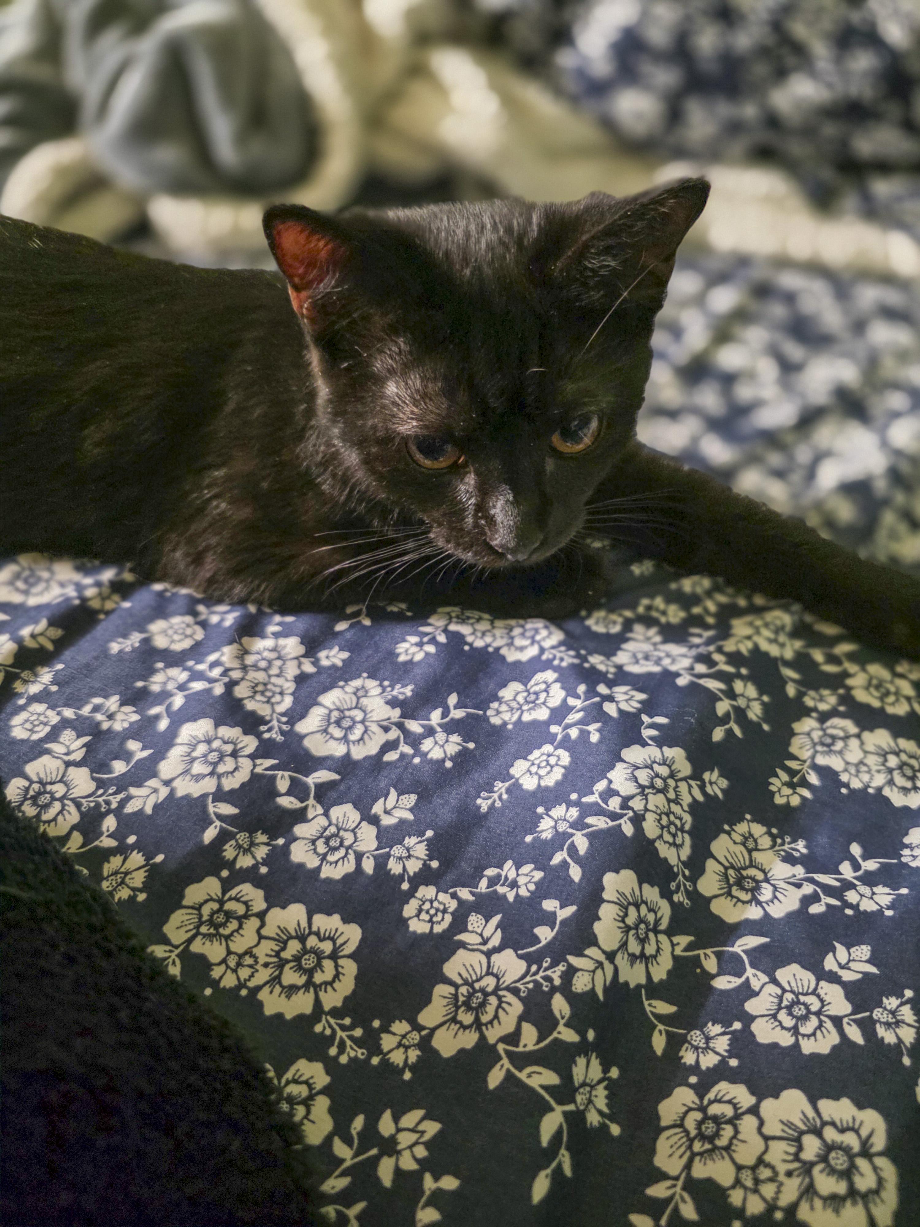 Logan, a Adoptable mixed breed in Vallejo, CA image 2/6