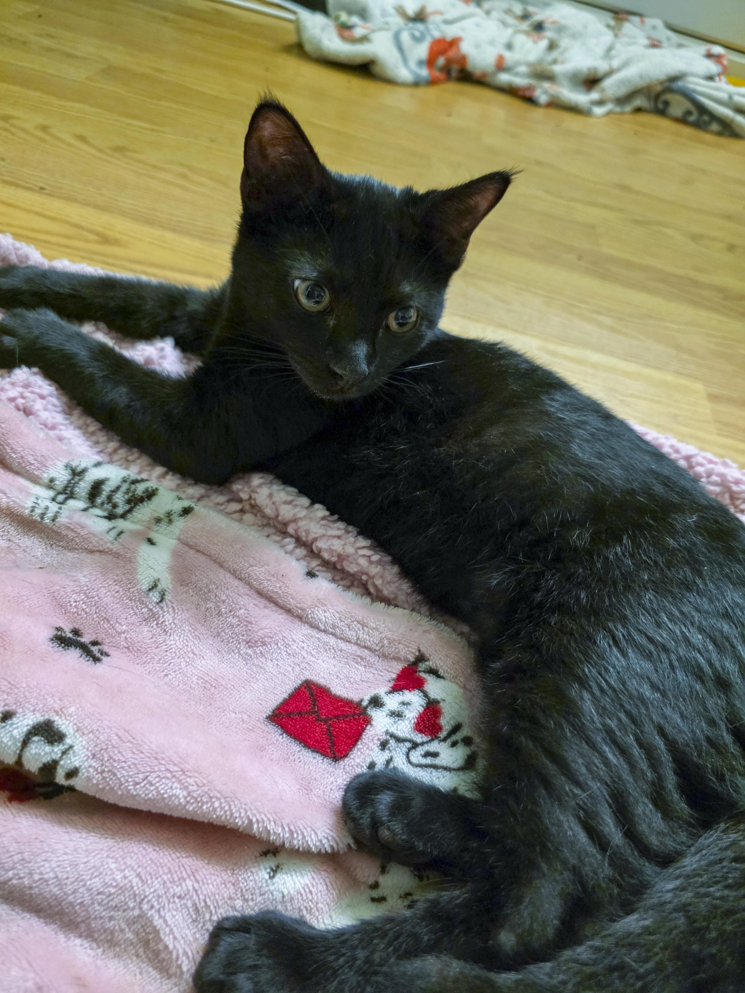 Logan, a Adoptable mixed breed in Vallejo, CA image 3/6