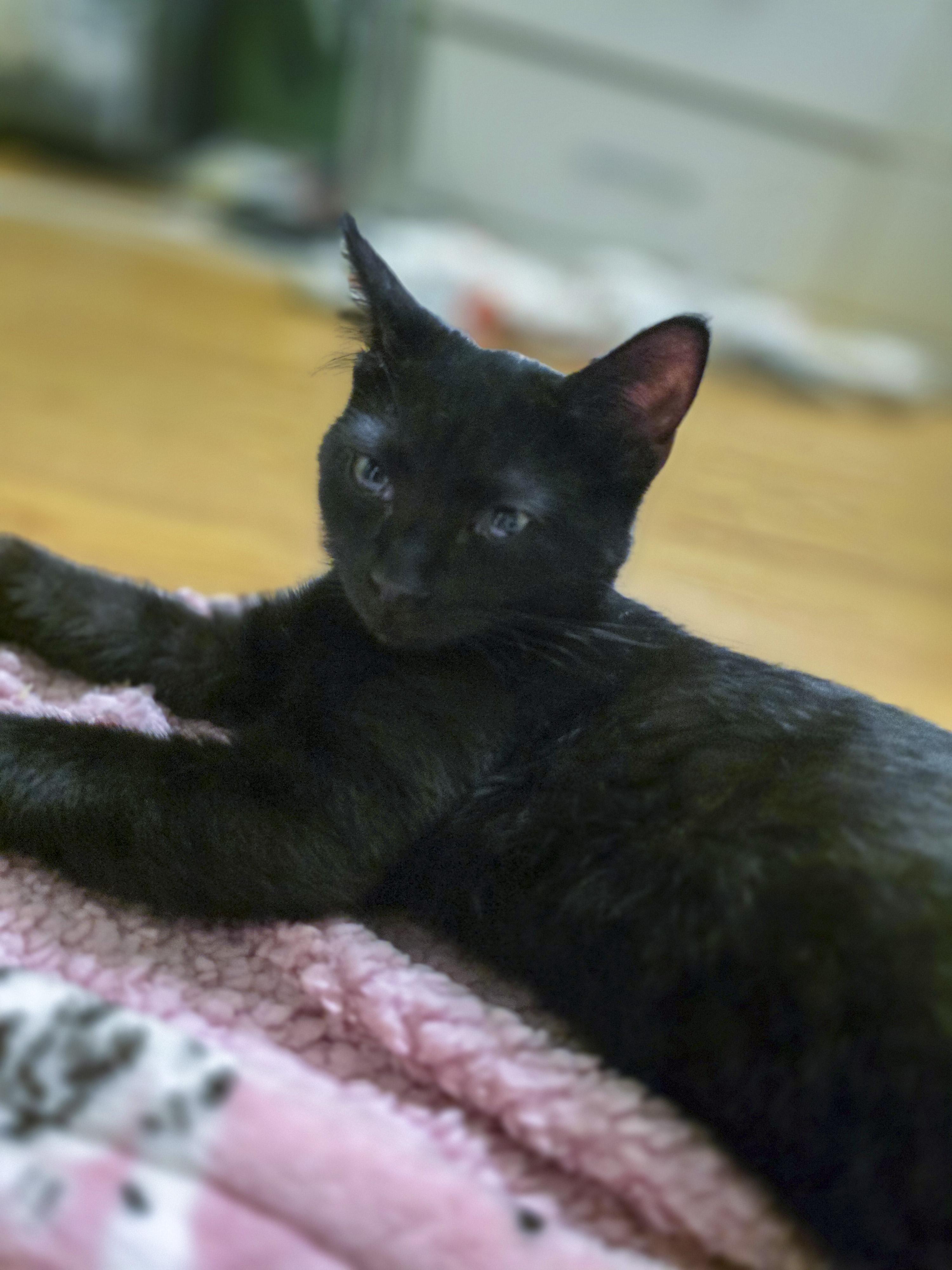 Logan, a Adoptable mixed breed in Vallejo, CA image 4/6