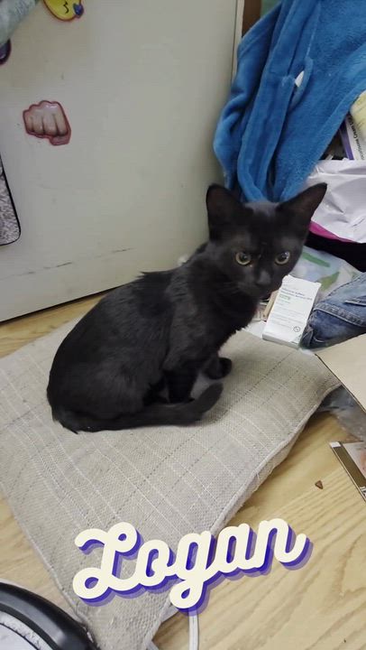 Enlarge Logan, a Adoptable mixed breed in Vallejo, CA video 5/6