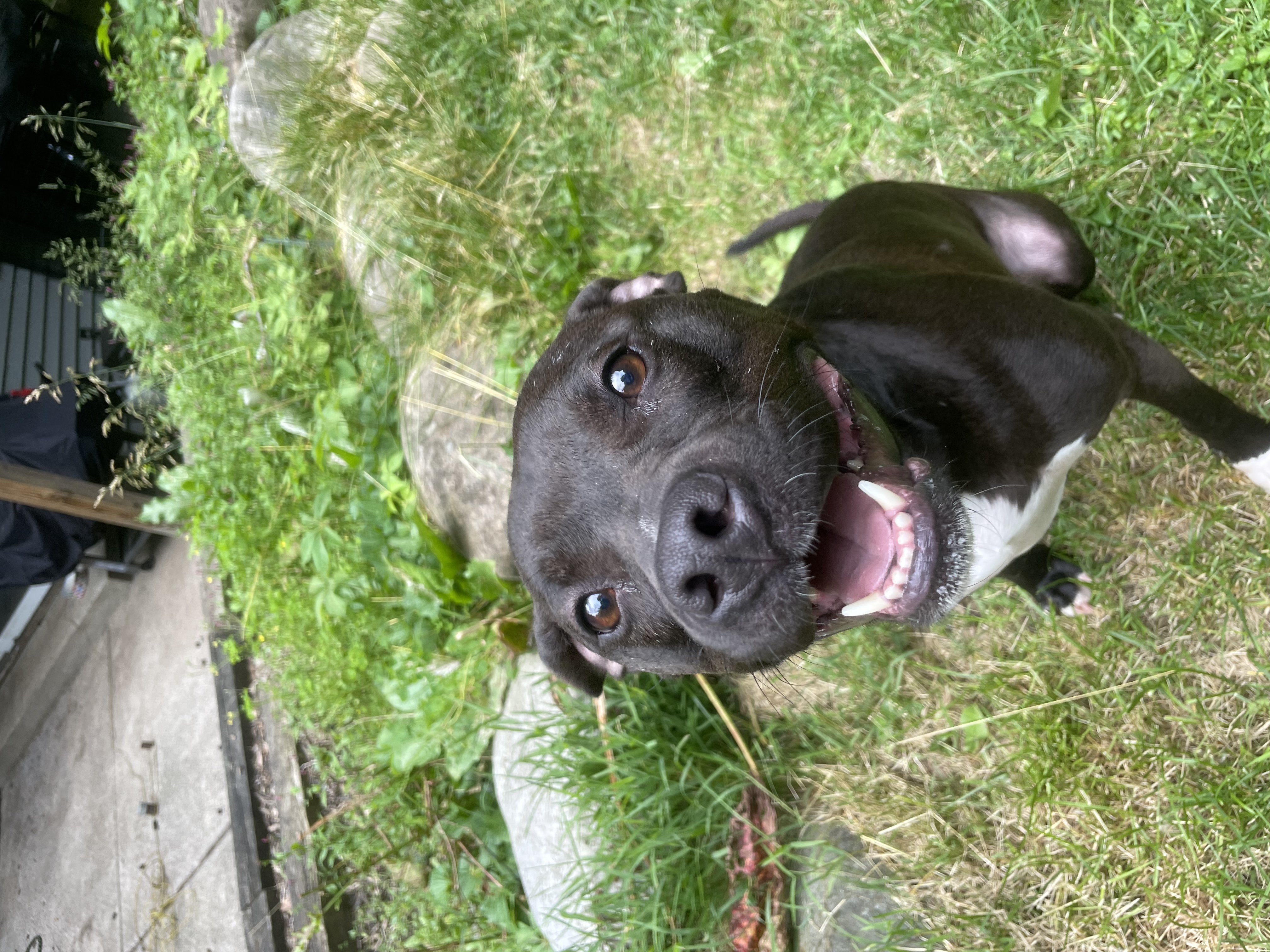 Chance, a Adoptable mixed breed in Cuyahoga Falls, OH image 5/9