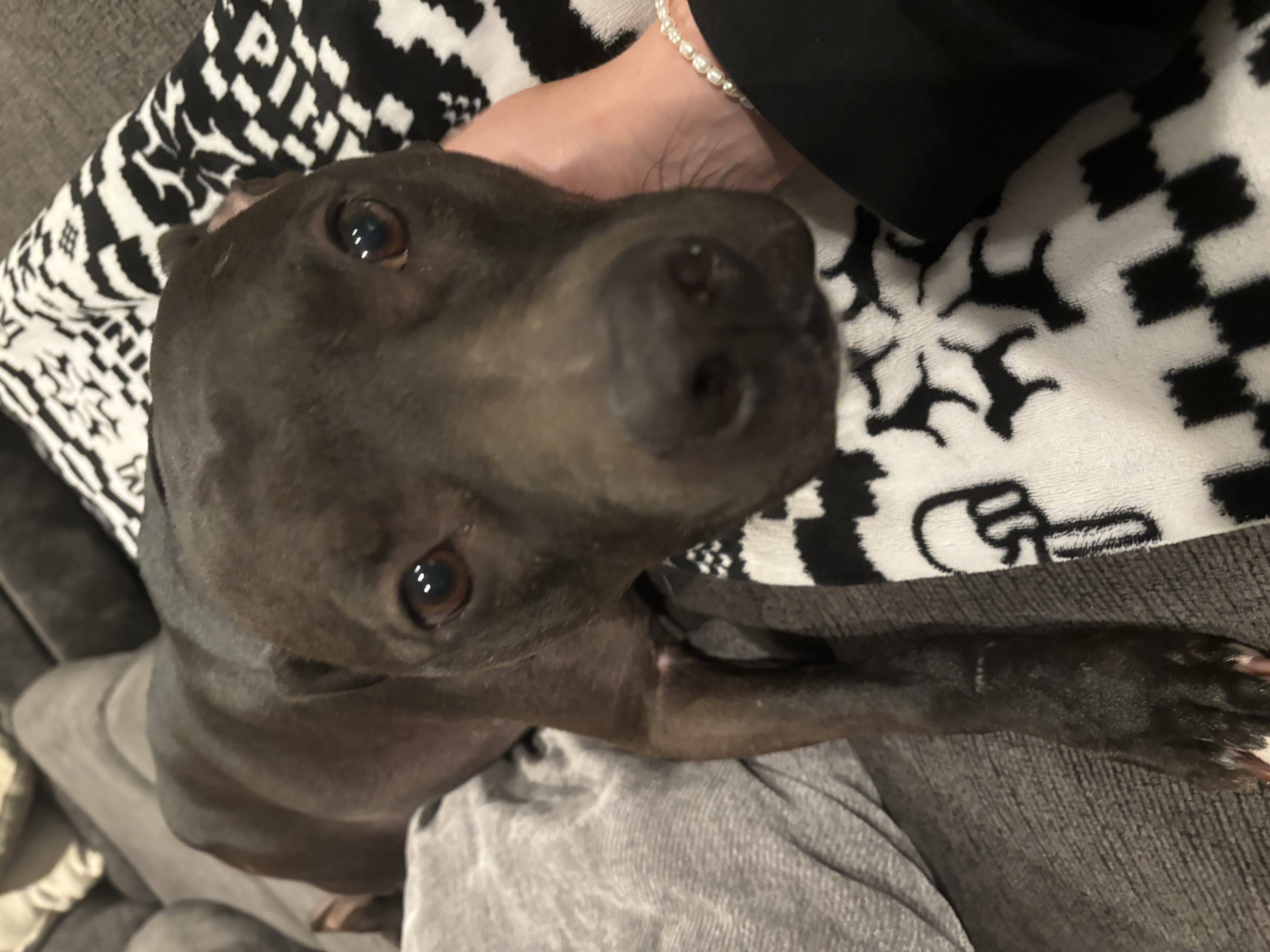 Chance, a Adoptable mixed breed in Cuyahoga Falls, OH image 6/9