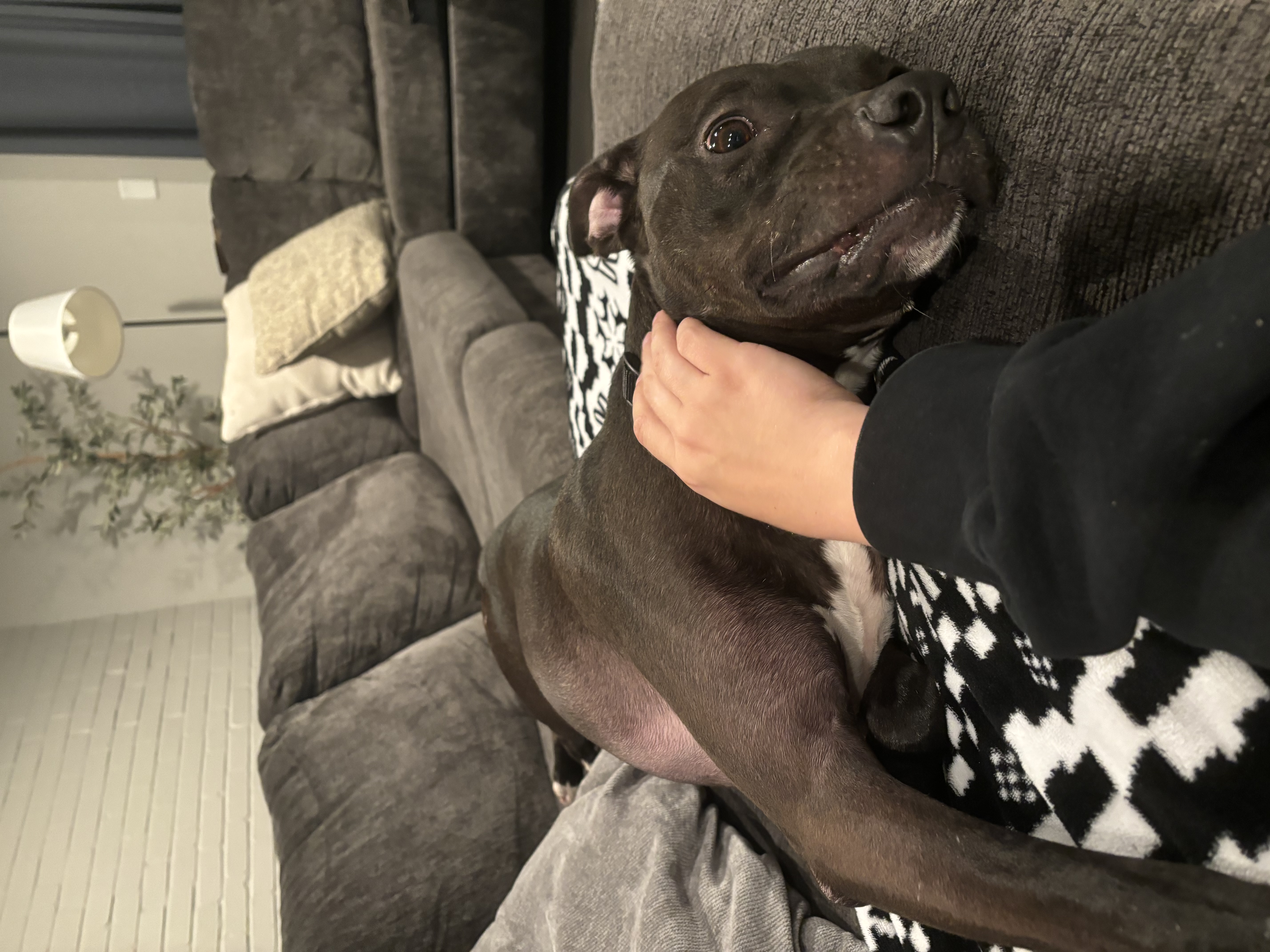 Enlarge Chance, a Adoptable mixed breed in Cuyahoga Falls, OH image 7/9