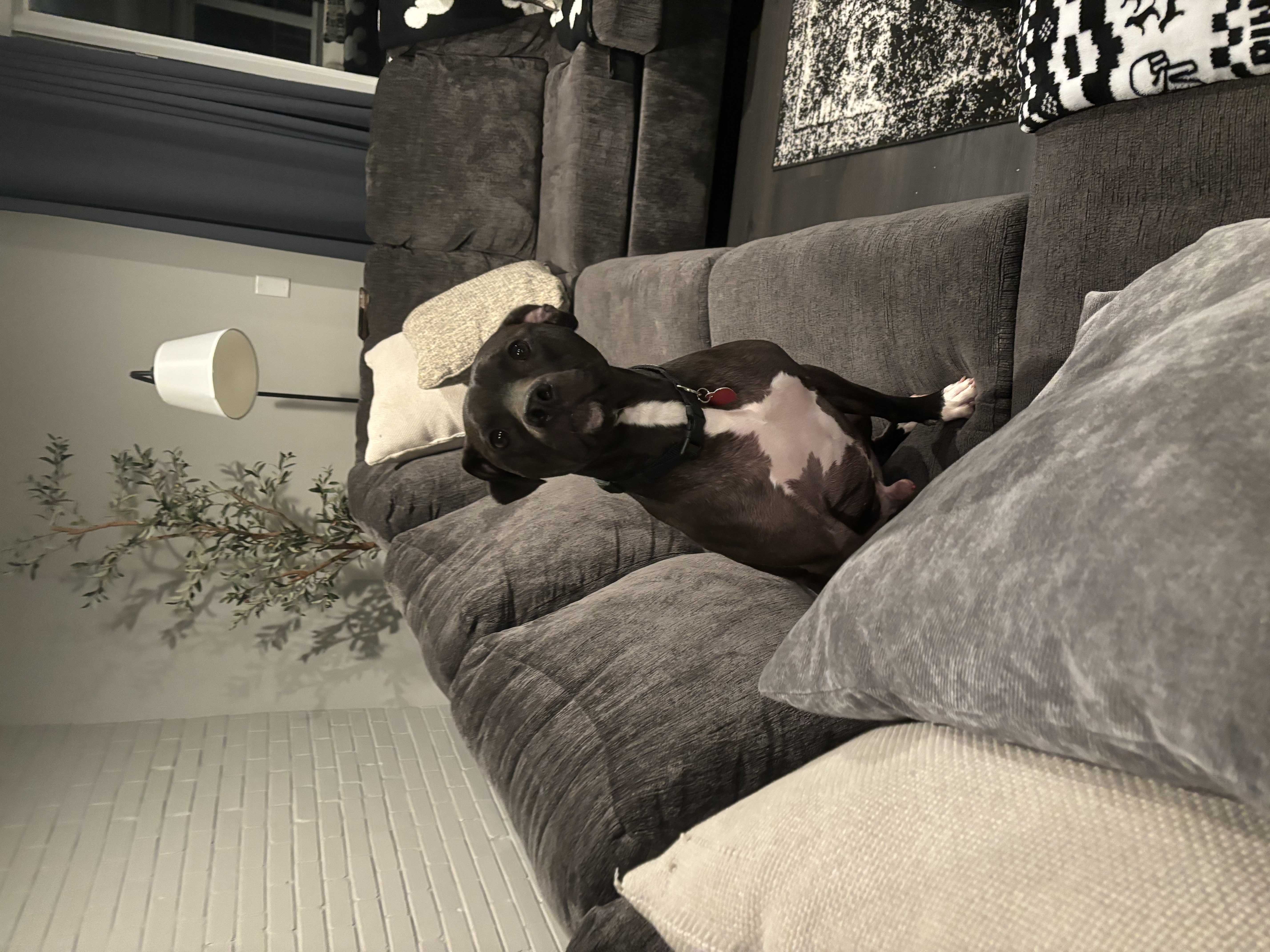 Enlarge Chance, a Adoptable mixed breed in Cuyahoga Falls, OH image 9/9