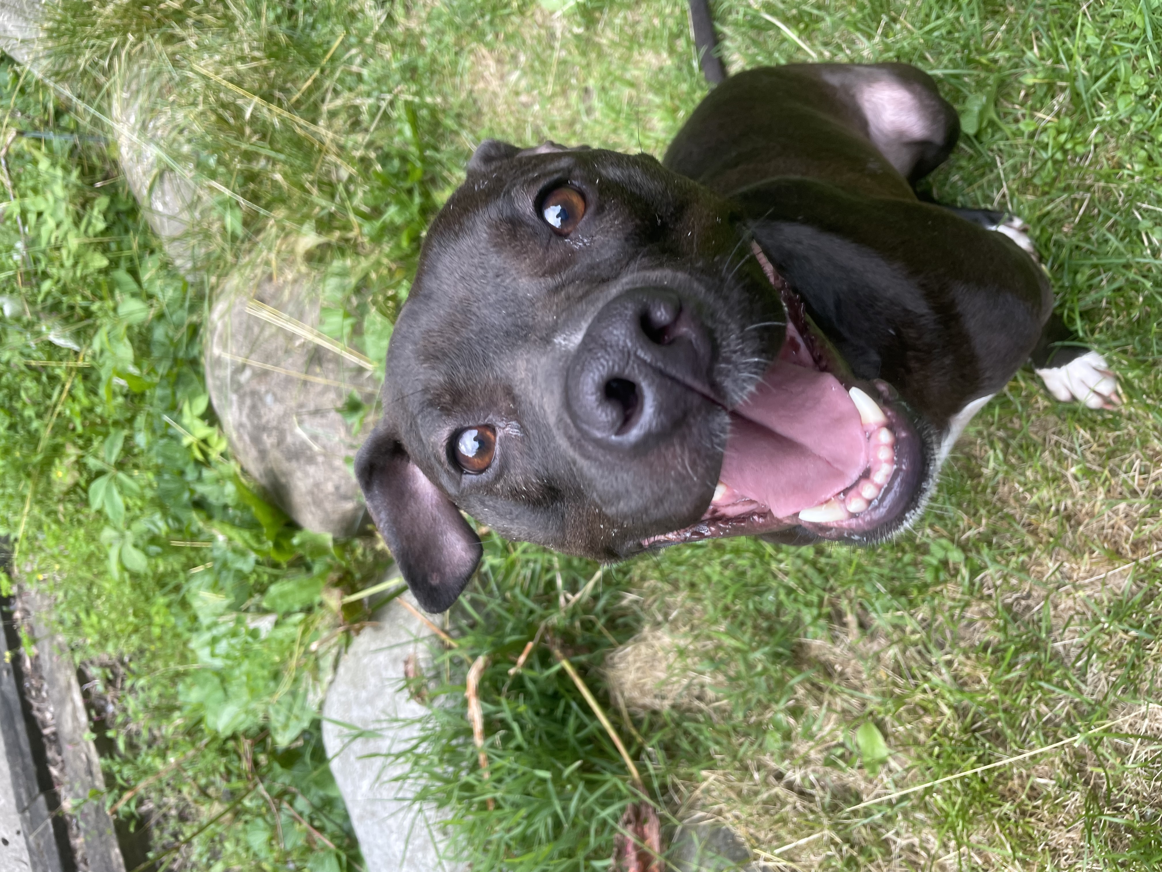 Chance, a Adoptable mixed breed in Cuyahoga Falls, OH image 1/9