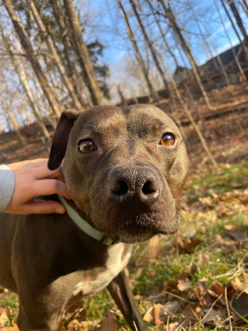 Enlarge Chance, a Adoptable mixed breed in Cuyahoga Falls, OH image 8/9