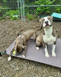 Sparky, a ADOPTABLE mixed breed in Parsippany, NJ image 3/6