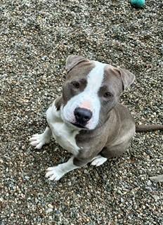 Sparky, a ADOPTABLE mixed breed in Parsippany, NJ image 2/6