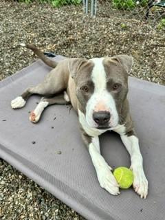 Sparky, a ADOPTABLE mixed breed in Parsippany, NJ image 1/6