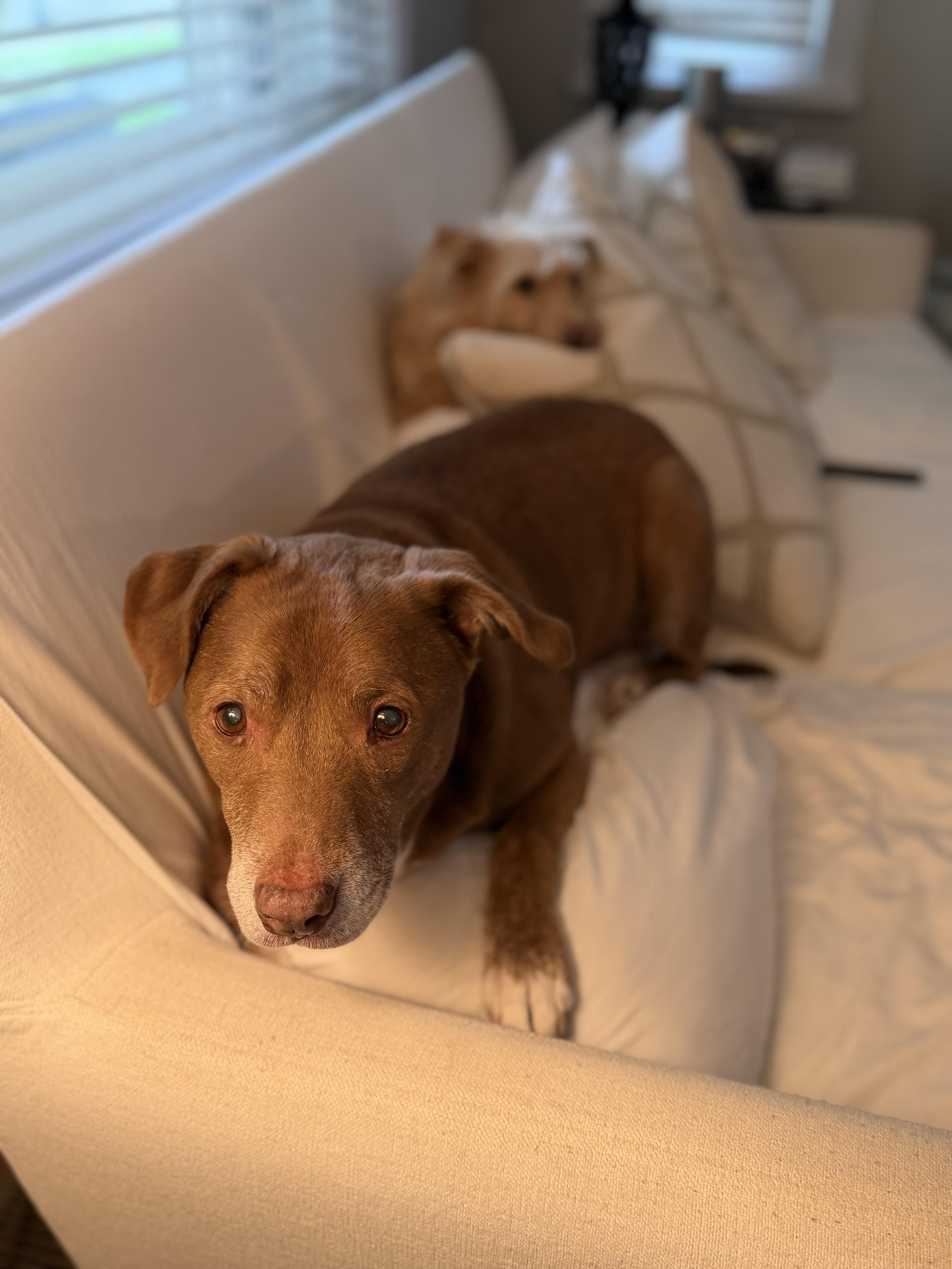 Enlarge Casey, a ADOPTABLE mixed breed in Cincinnati, OH image 3/4