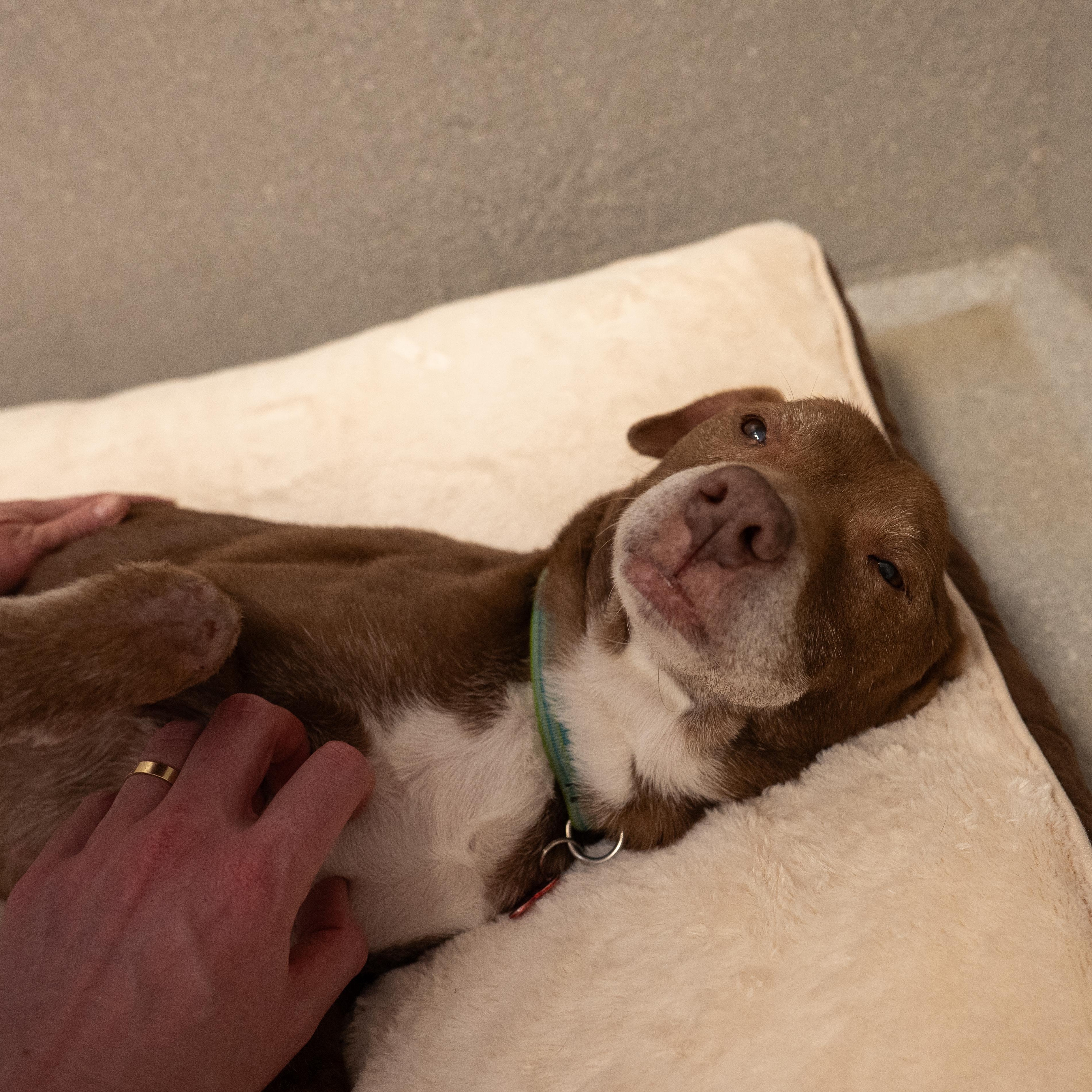 Enlarge Casey, a ADOPTABLE mixed breed in Cincinnati, OH image 2/4