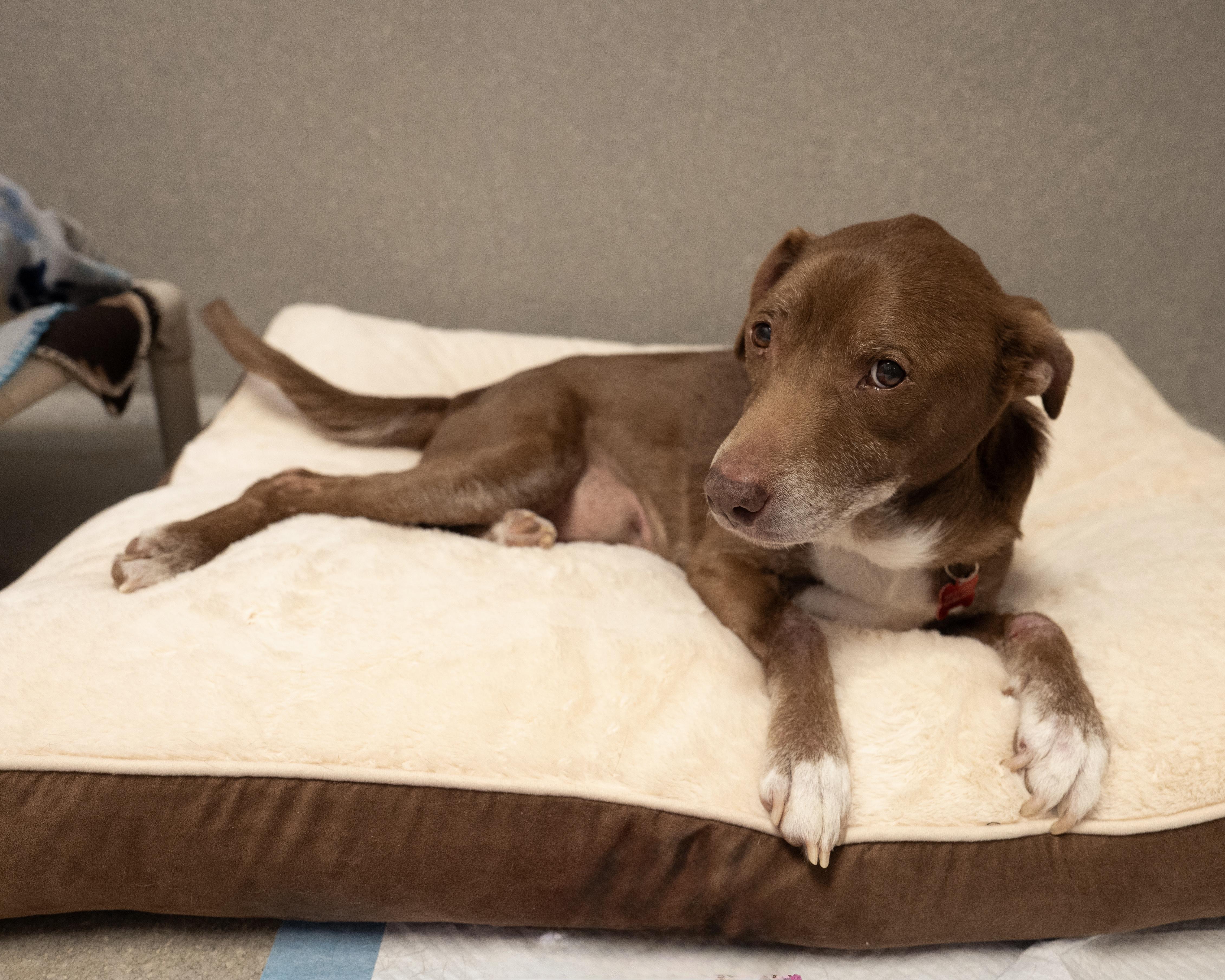 Enlarge Casey, a ADOPTABLE mixed breed in Cincinnati, OH image 4/4