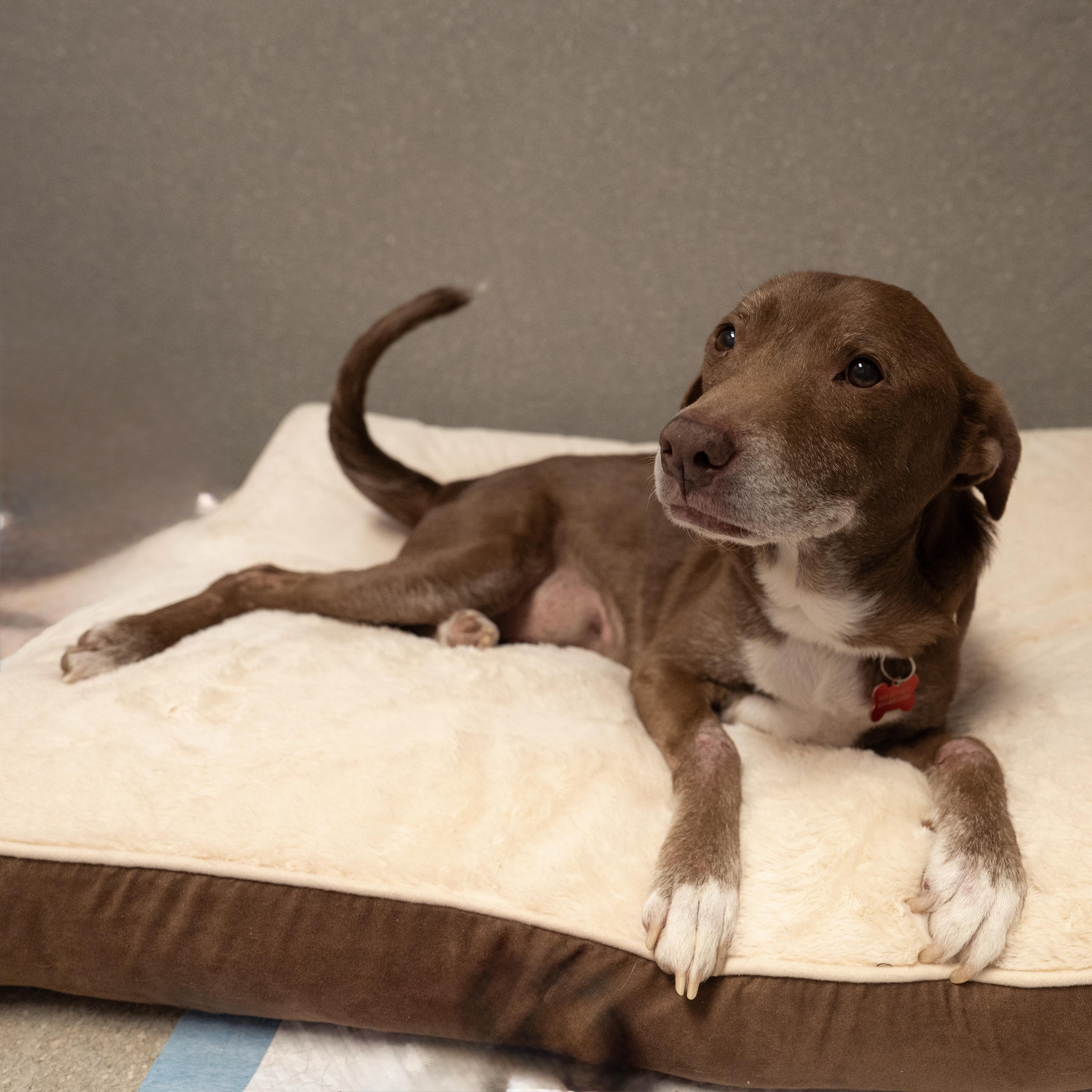 Enlarge Casey, a ADOPTABLE mixed breed in Cincinnati, OH image 1/4
