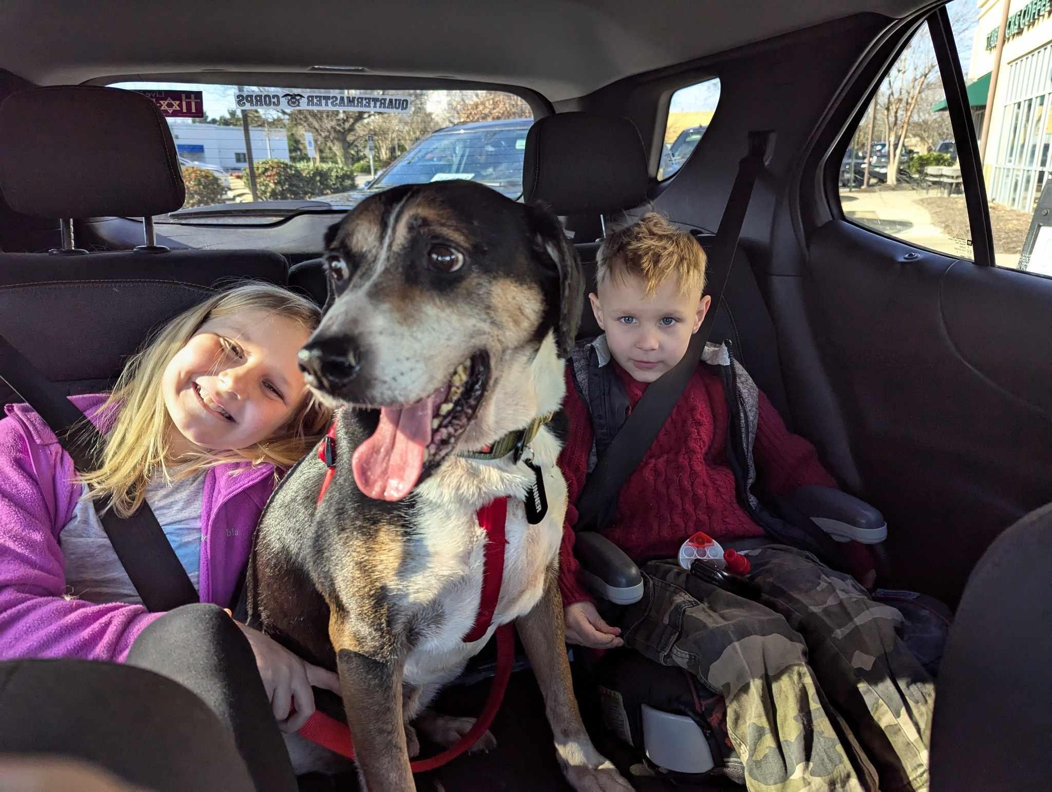 Gunner, Adult Male Hound