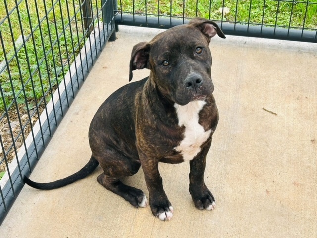 Cody, Adoptable, Young Male Pit Bull Terrier.