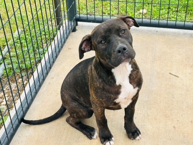 Enlarge Cody, a Adoptable Pit Bull Terrier in Gonzales, TX image 2/3