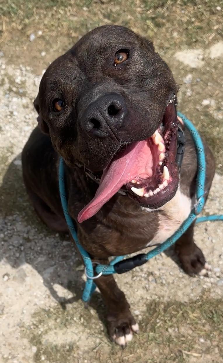 Enlarge Cody, a Adoptable Pit Bull Terrier in Gonzales, TX image 3/3