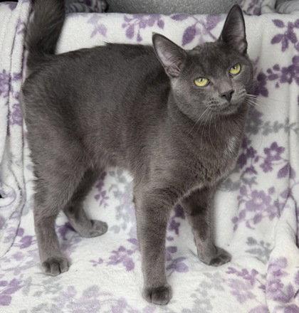 7031 (Rancher), Adoptable, Adult Male Russian Blue.