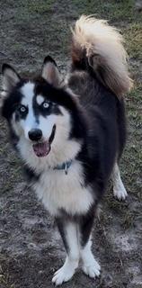Enlarge Athena 10, an adopted Siberian Husky in Palm Coast, FL image 2/6