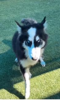 Enlarge Athena 10, an adopted Siberian Husky in Palm Coast, FL image 3/6