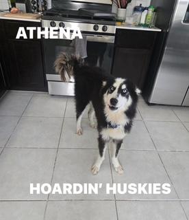 Enlarge Athena 10, an adopted Siberian Husky in Palm Coast, FL image 4/6
