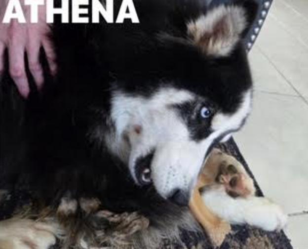 Enlarge Athena 10, an adopted Siberian Husky in Palm Coast, FL image 6/6