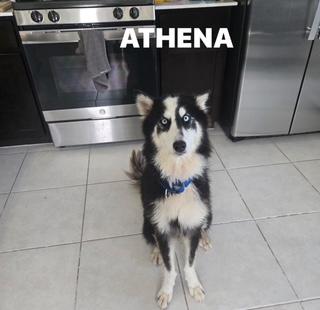 Enlarge Athena 10, an adopted Siberian Husky in Palm Coast, FL image 1/6