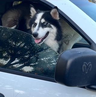 Enlarge Athena 10, an adopted Siberian Husky in Palm Coast, FL image 5/6