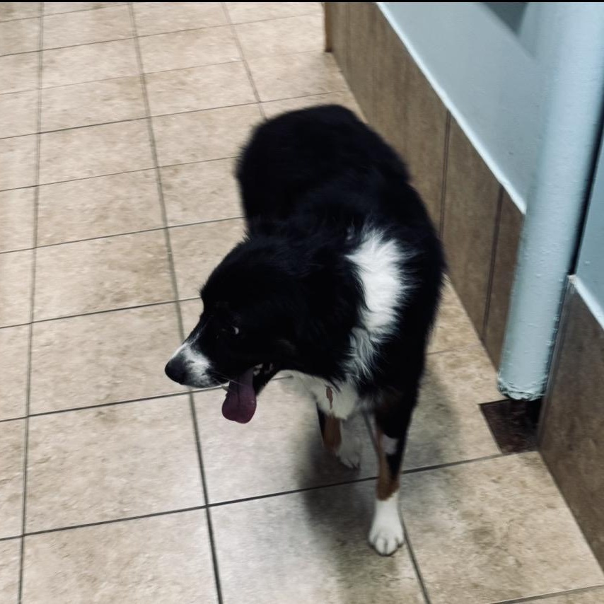 Enlarge Dash, a Adoptable Australian Shepherd in Louisburg, KS image 2/5