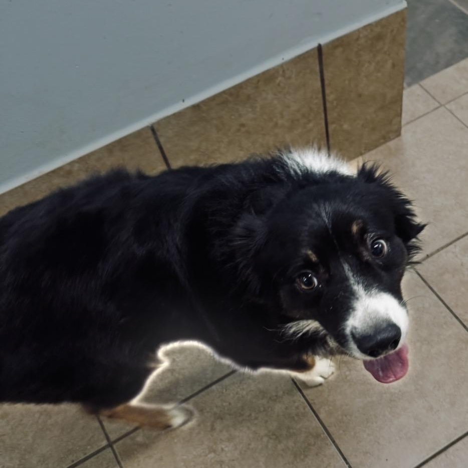 Enlarge Dash, a Adoptable Australian Shepherd in Louisburg, KS image 1/5