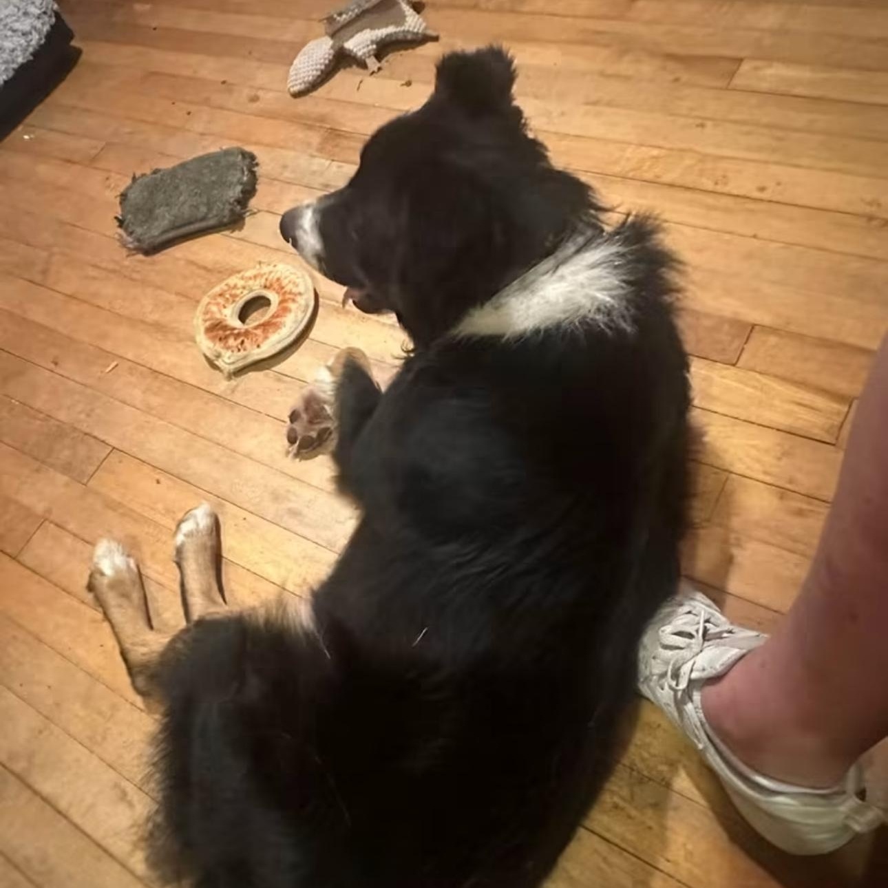 Enlarge Dash, a Adoptable Australian Shepherd in Louisburg, KS image 3/5