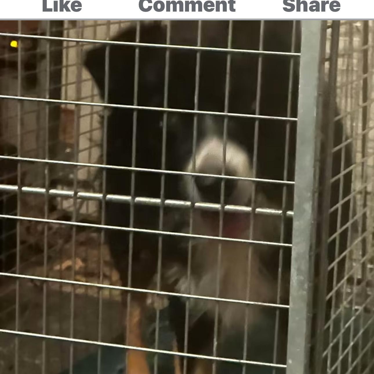 Enlarge Dash, a Adoptable Australian Shepherd in Louisburg, KS image 4/5