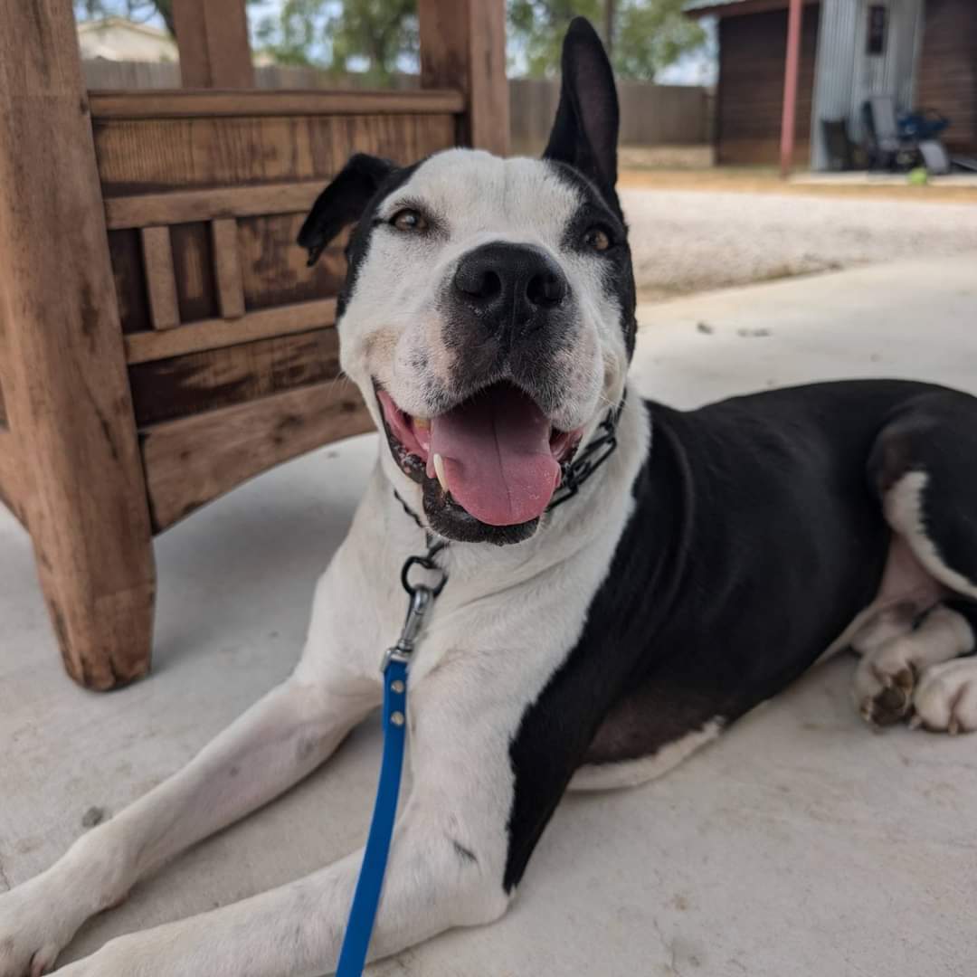 Enlarge Bandit, a Adoptable American Staffordshire Terrier in Castroville, TX image 1/4