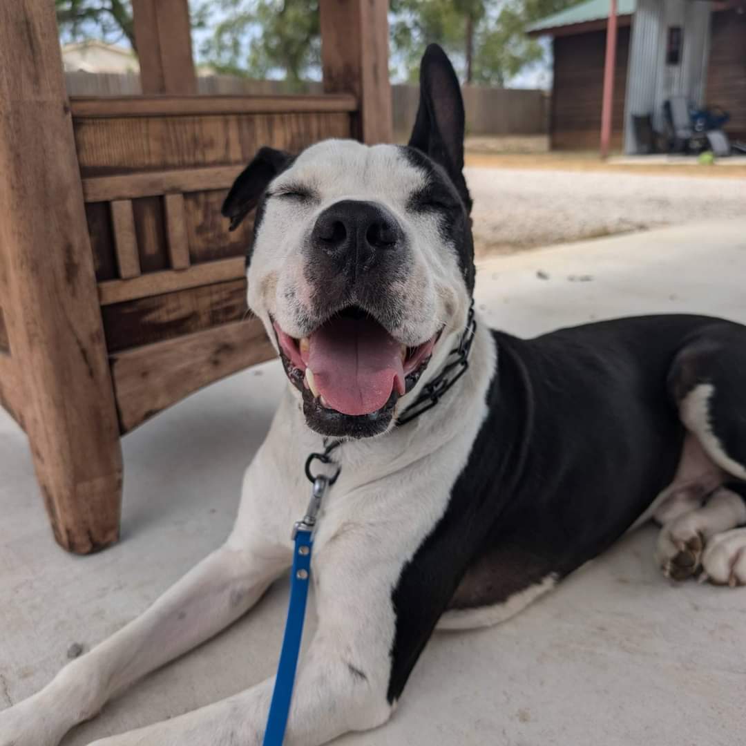 Enlarge Bandit, a Adoptable American Staffordshire Terrier in Castroville, TX image 3/4
