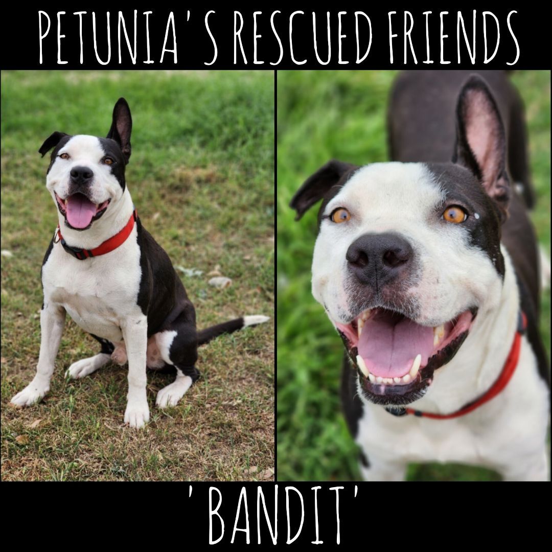 Enlarge Bandit, a Adoptable American Staffordshire Terrier in Castroville, TX image 4/4