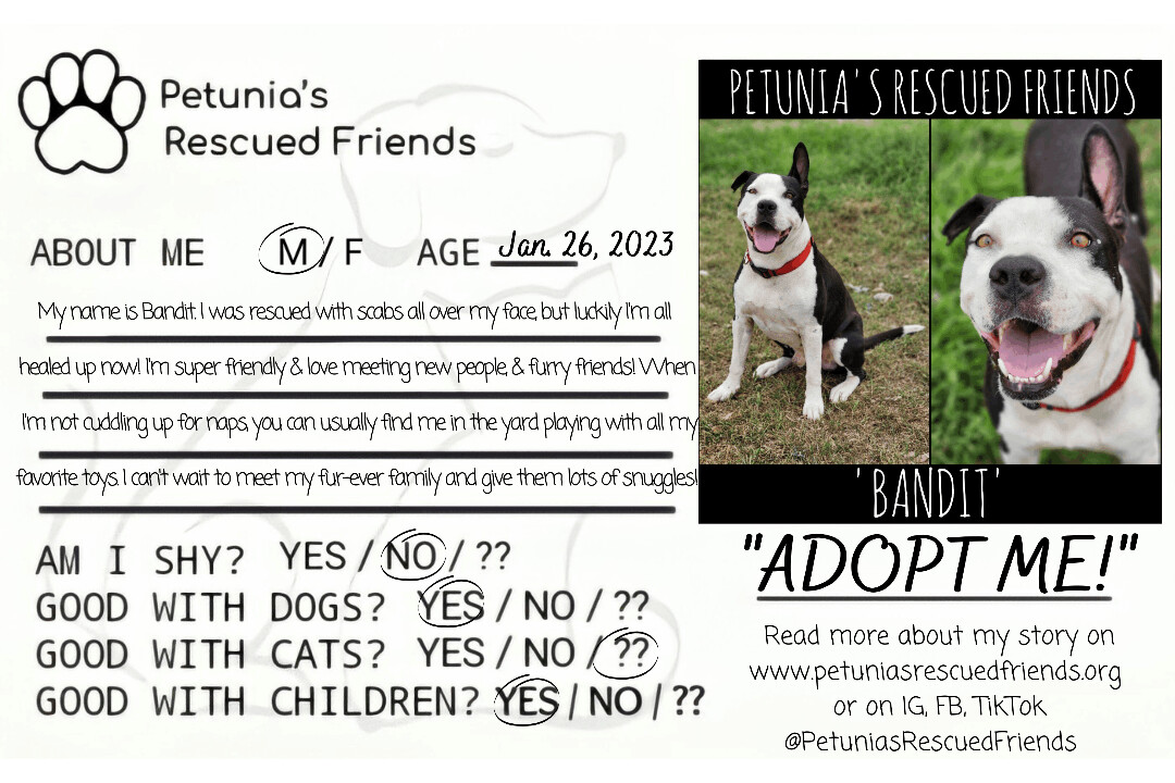 Enlarge Bandit, a Adoptable American Staffordshire Terrier in Castroville, TX image 2/4