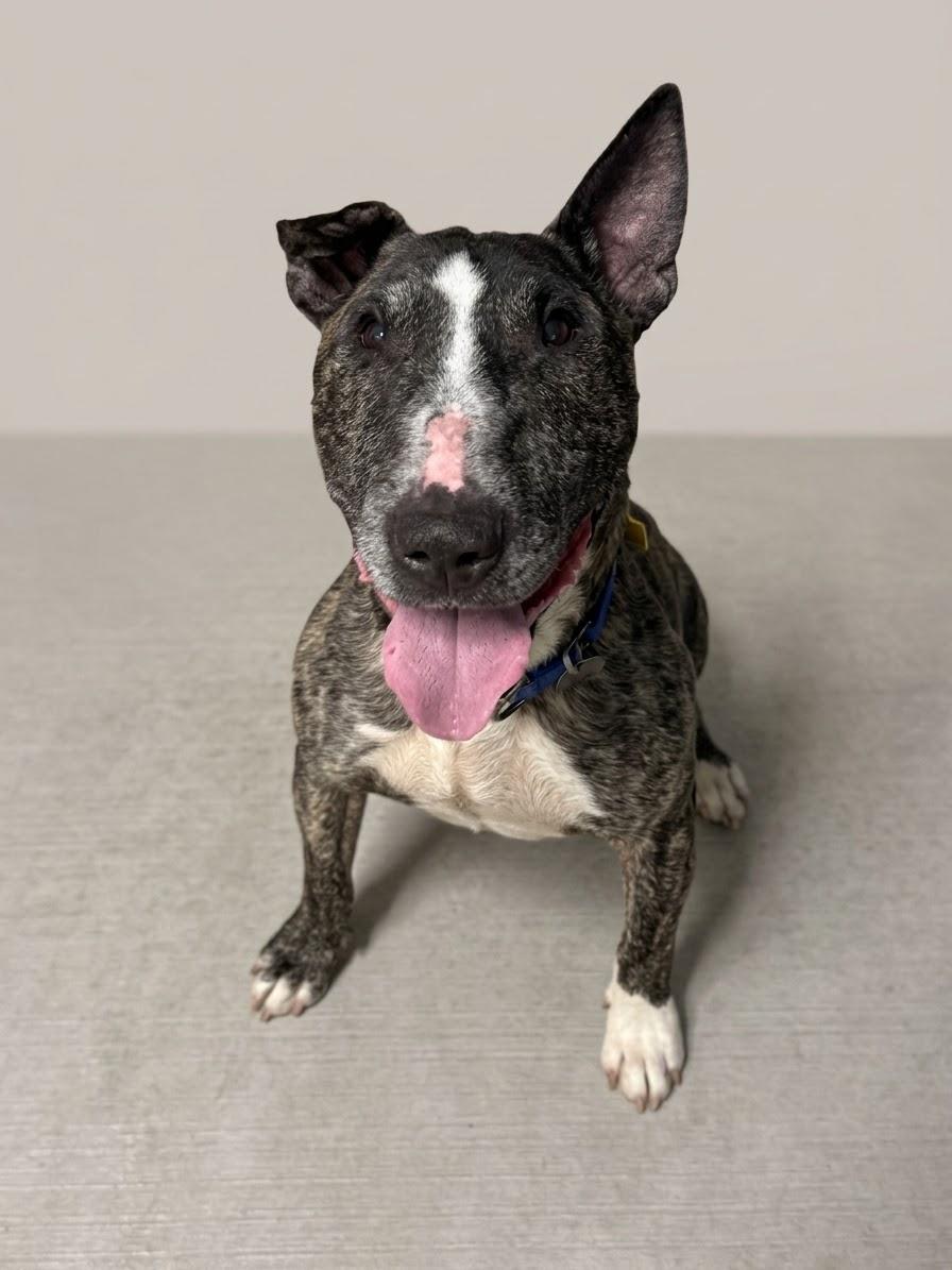 Zippy, ADOPTABLE, Adult Male Bull Terrier.
