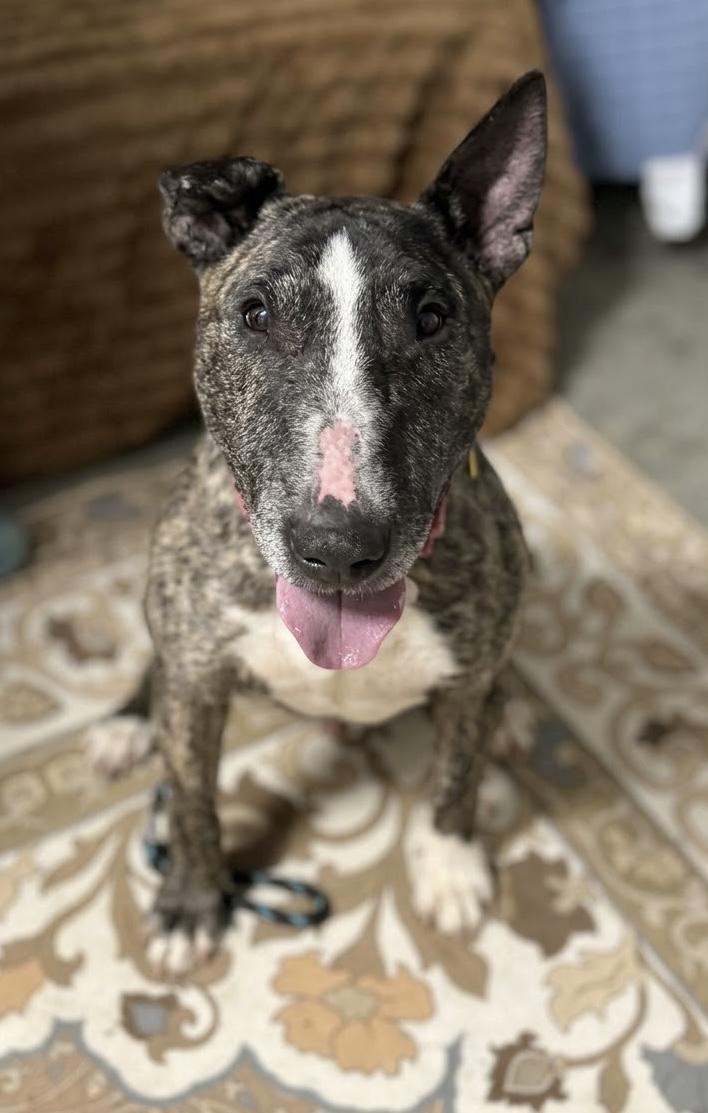 Enlarge Zippy, a ADOPTABLE Bull Terrier in Cleveland, OH image 2/4