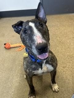 Enlarge Zippy, a ADOPTABLE Bull Terrier in Cleveland, OH image 4/4