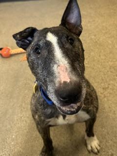 Enlarge Zippy, a ADOPTABLE Bull Terrier in Cleveland, OH image 3/4