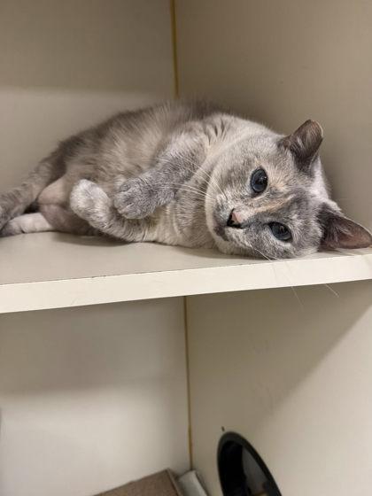 Enlarge Princess, a Adoptable mixed breed in Fairfax, VA image 1/3