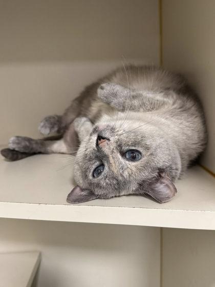 Enlarge Princess, a Adoptable mixed breed in Fairfax, VA image 2/3