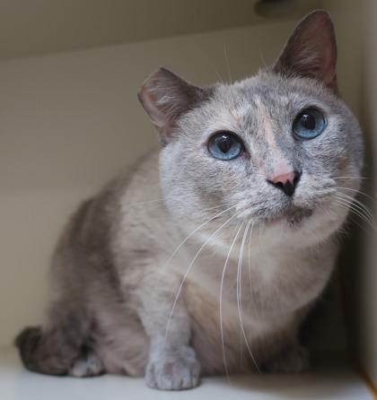 Enlarge Princess, a Adoptable mixed breed in Fairfax, VA image 3/3